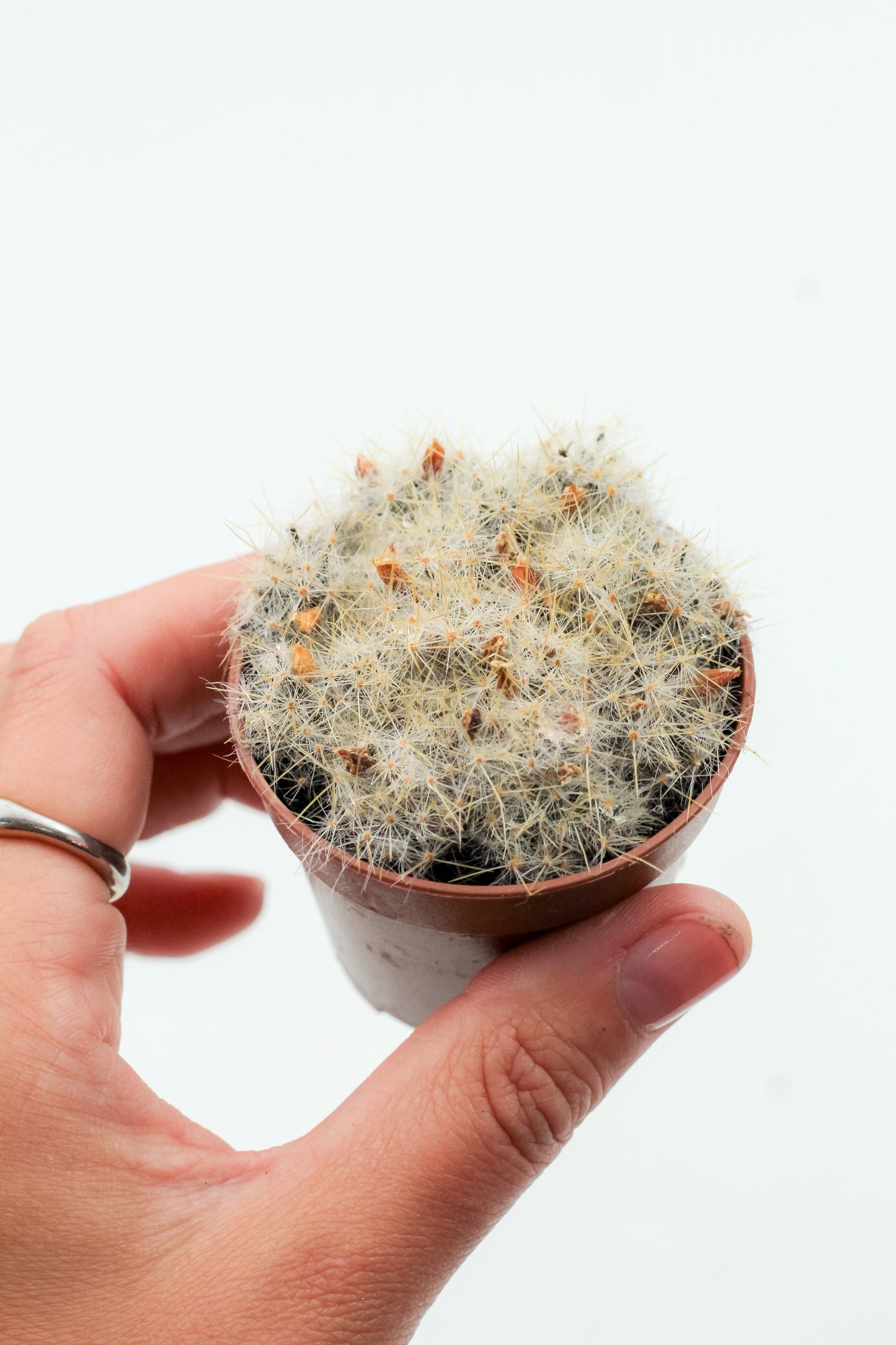 Mammillaria prolifera