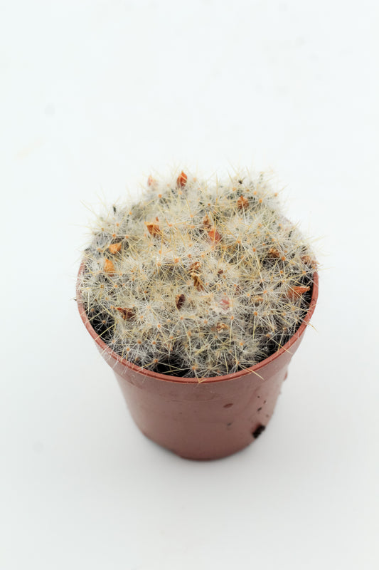 Mammillaria prolifera