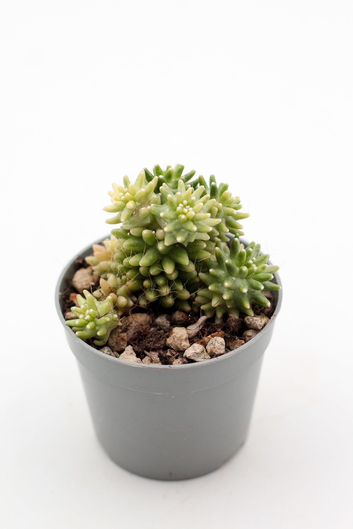 Mammillaria crinita subs. painteri variegata