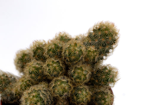 Mammillaria elongata