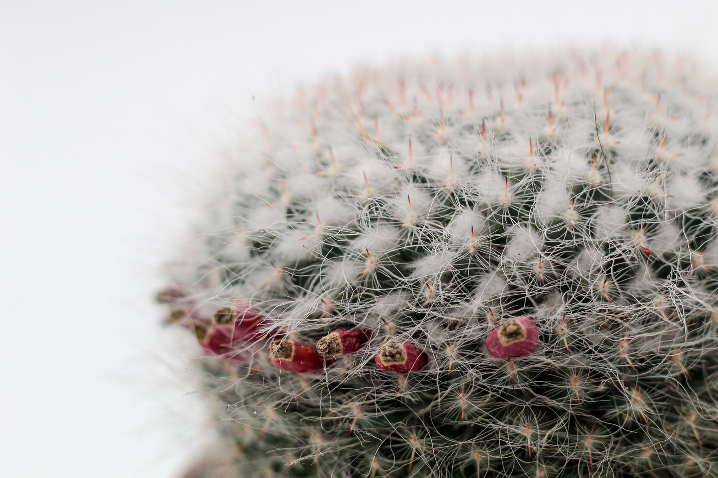 Mammillaria hahniana