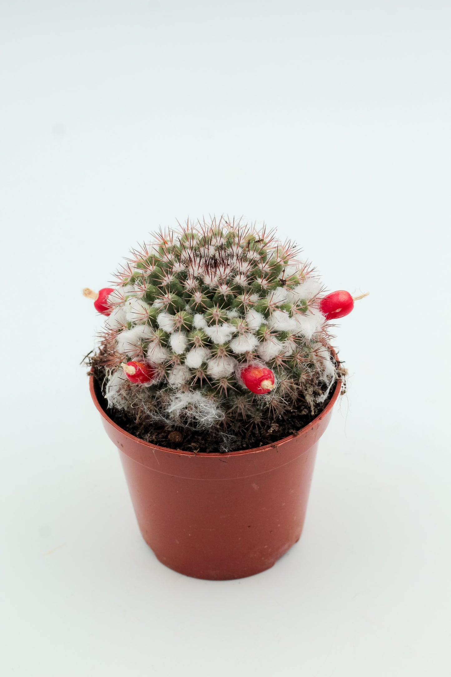 Mammillaria voburnensis