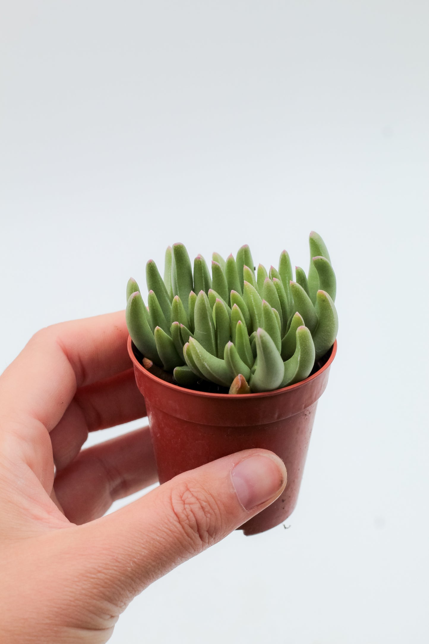 Marlothistella uniondalensis