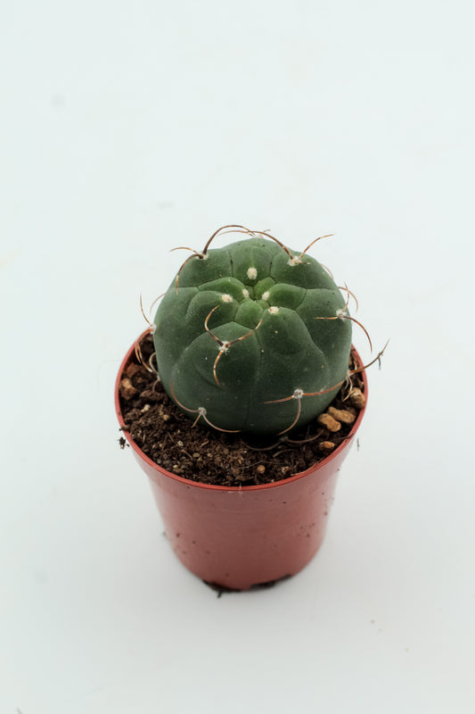 Matucana madisoniorum