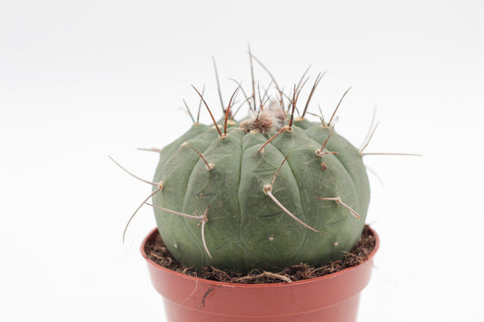 Matucana madisoniorum