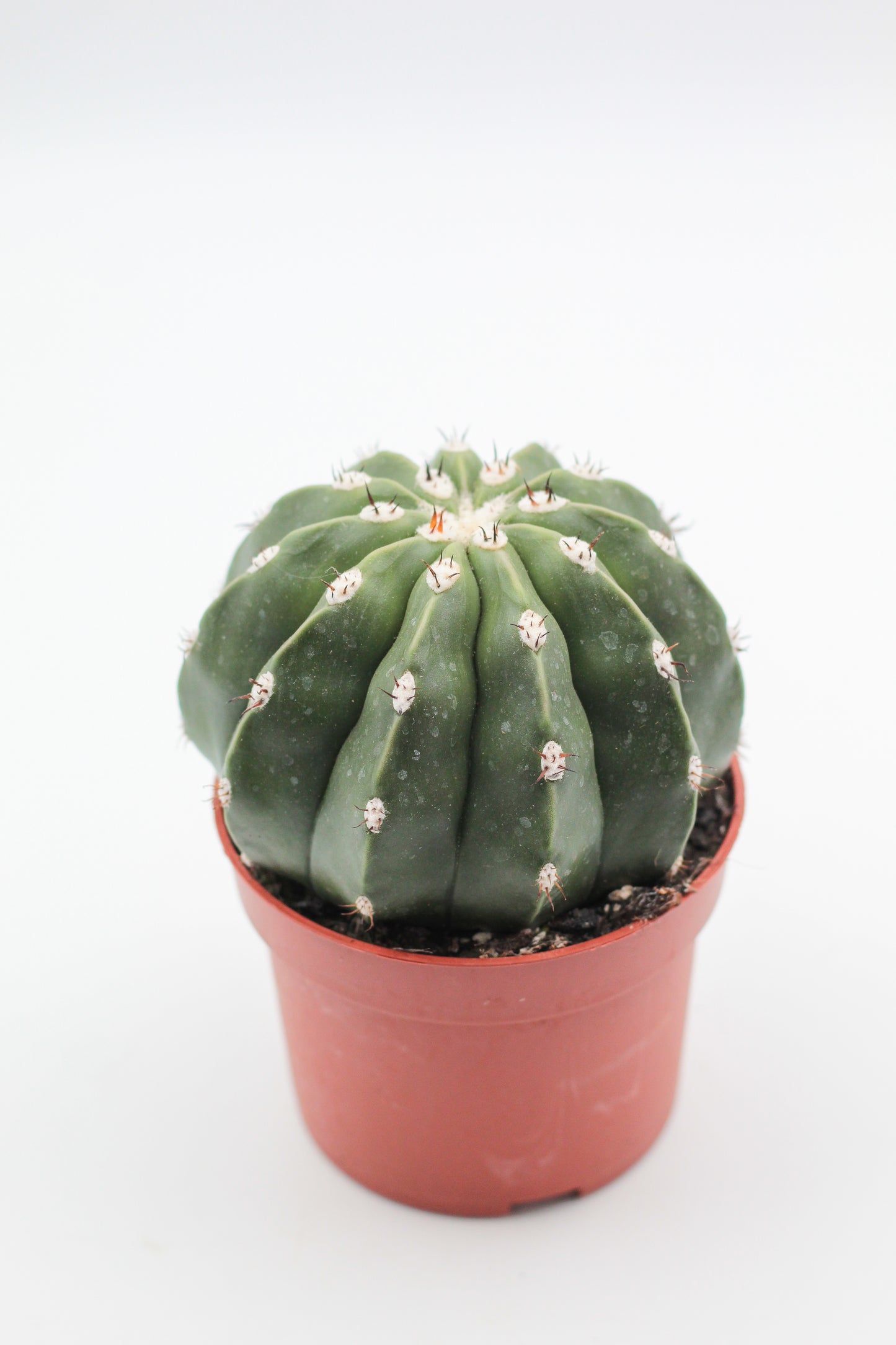 Melocactus maxonii var. inermis