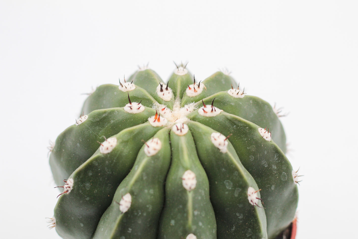 Melocactus maxonii var. inermis
