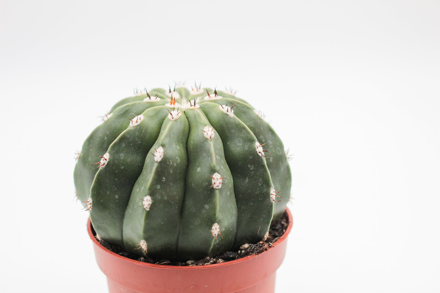 Melocactus maxonii var. inermis