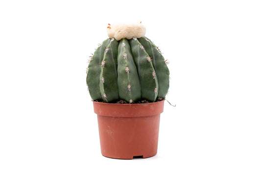 Melocactus maxonii var. inermis