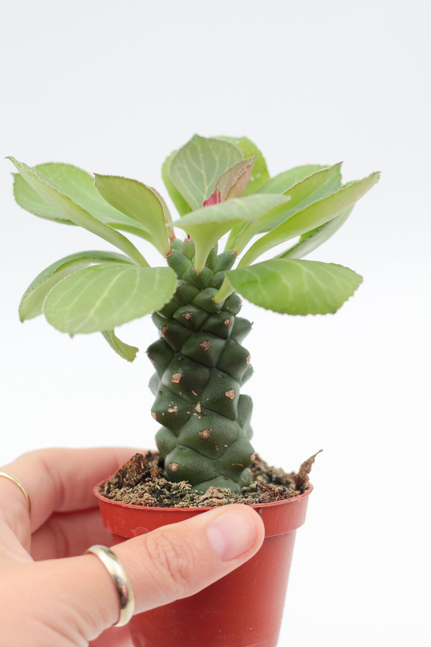 Monadenium Ritchiei Nyambense
