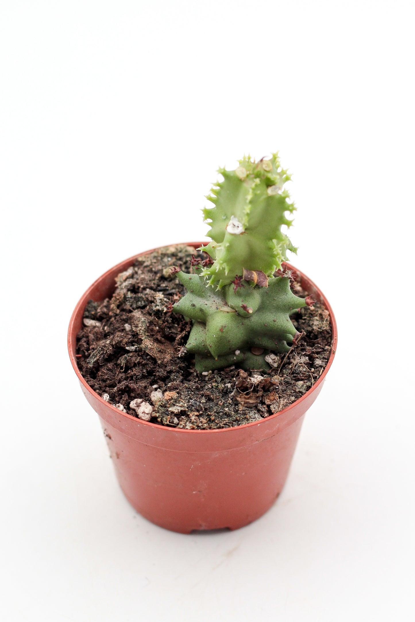 Monadenium magnificum (Euphorbia magnifica)