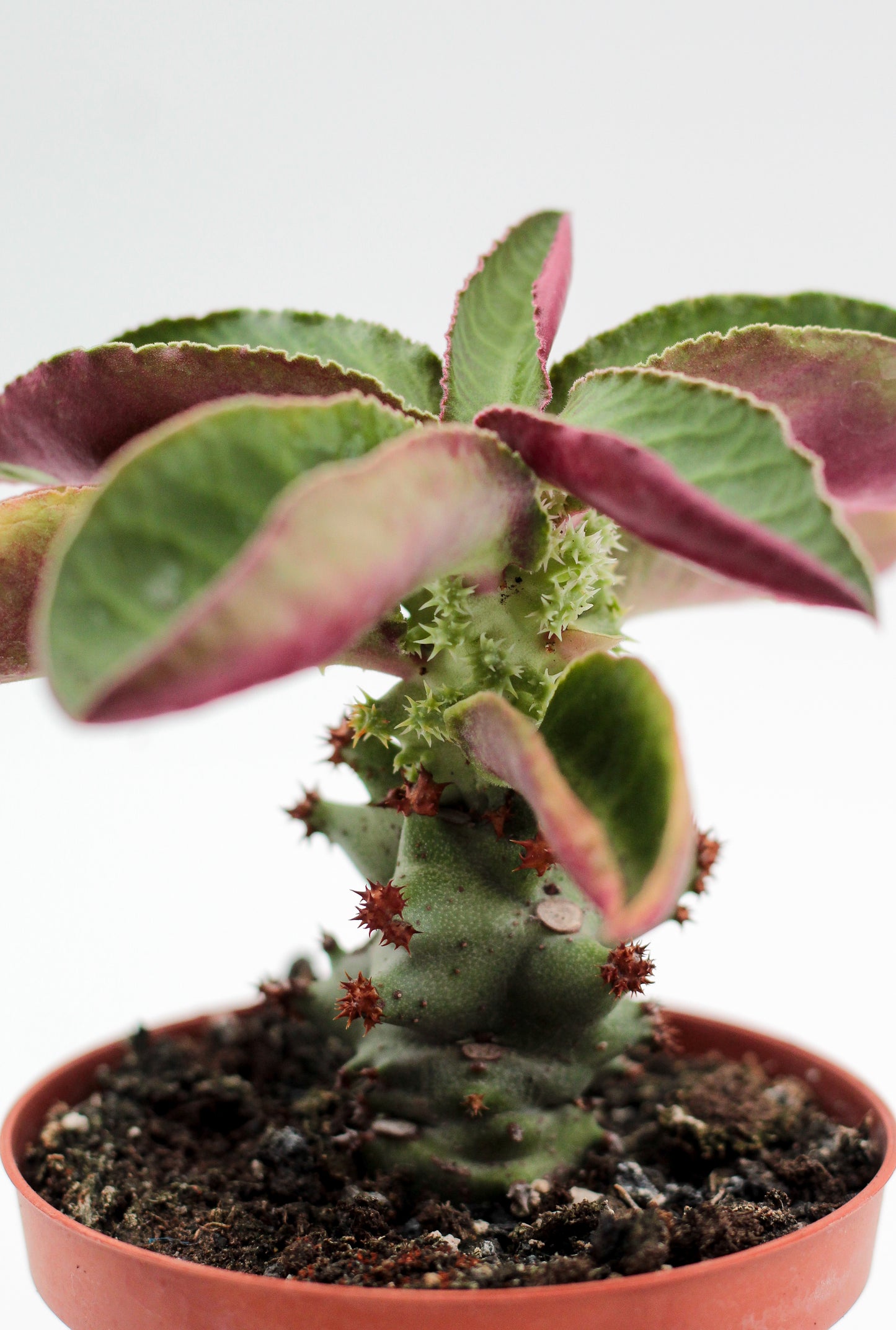 Monadenium magnificum (Euphorbia magnifica)