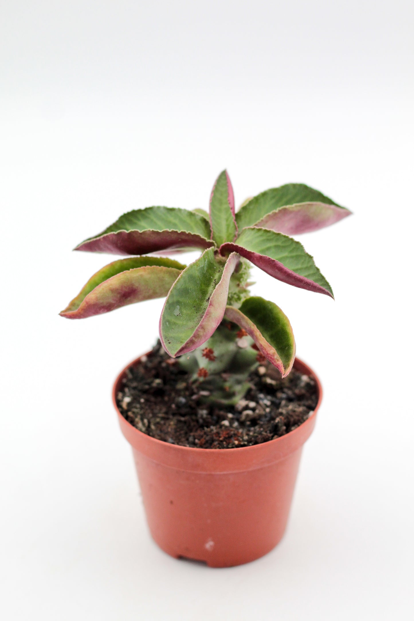 Monadenium magnificum (Euphorbia magnifica)