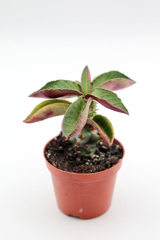 Monadenium magnificum (Euphorbia magnifica)