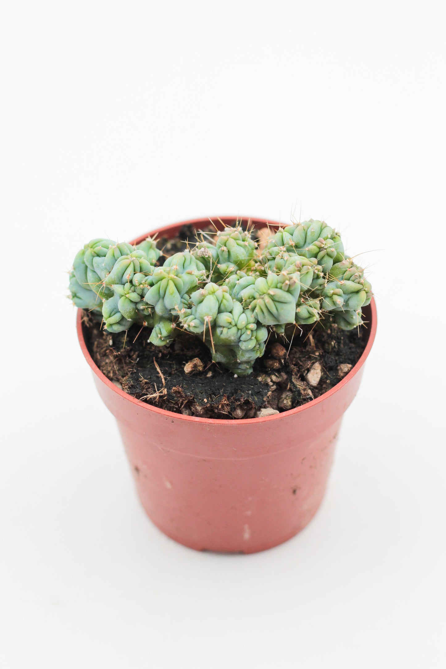 Myrtillocactus geometrizans cv. Strict cristate