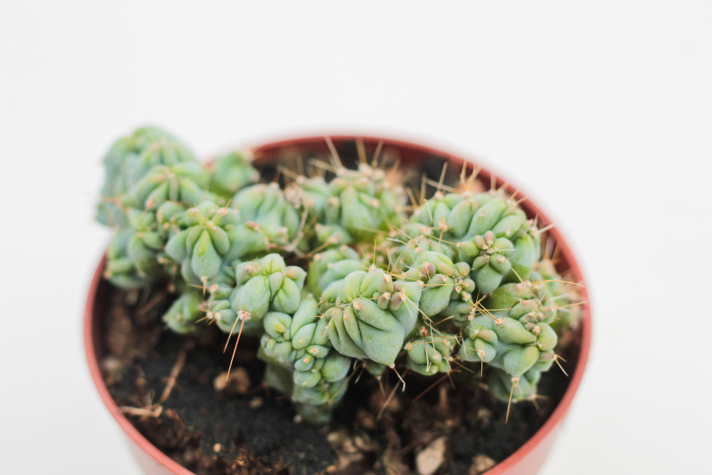 Myrtillocactus geometrizans cv. Strict cristate