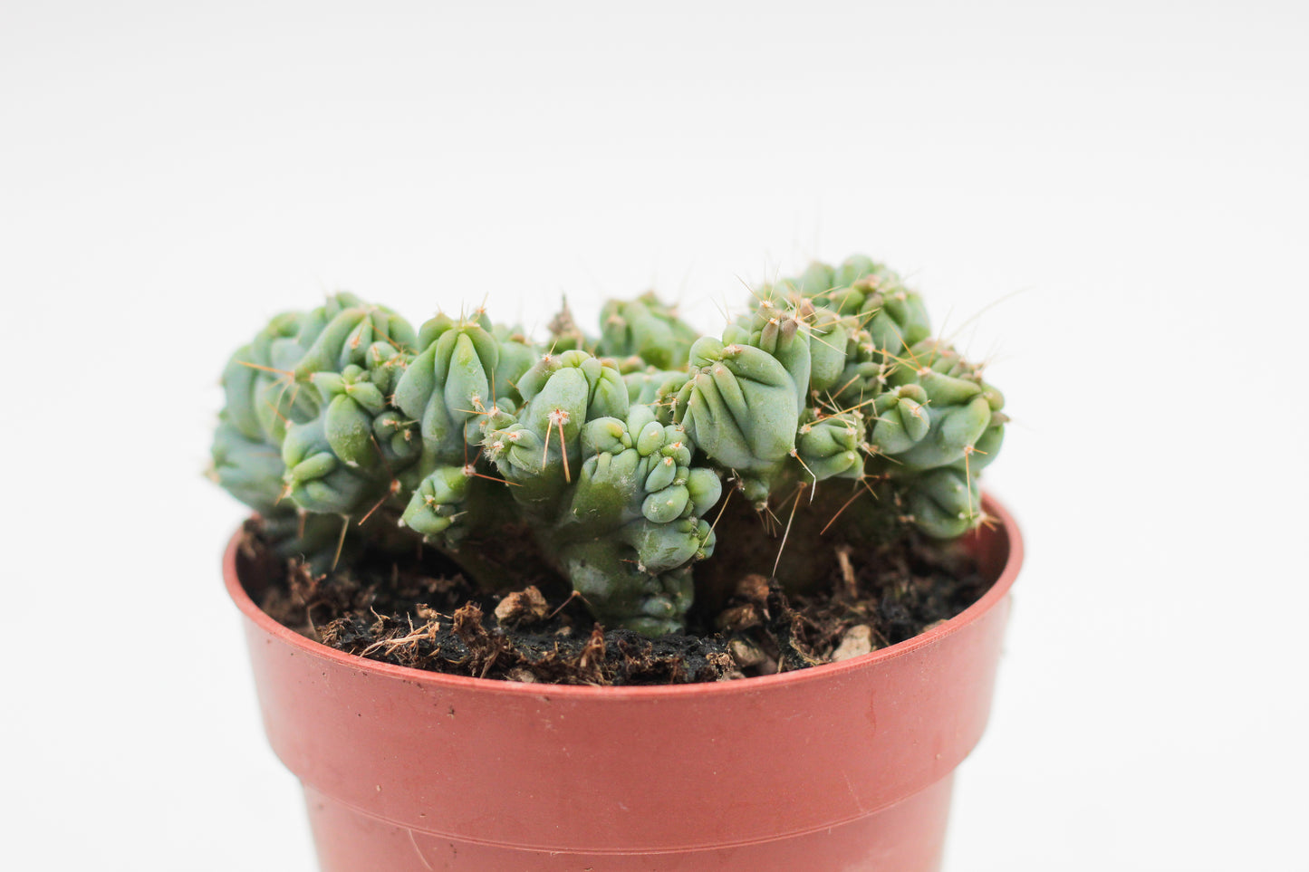 Myrtillocactus geometrizans cv. Strict cristate
