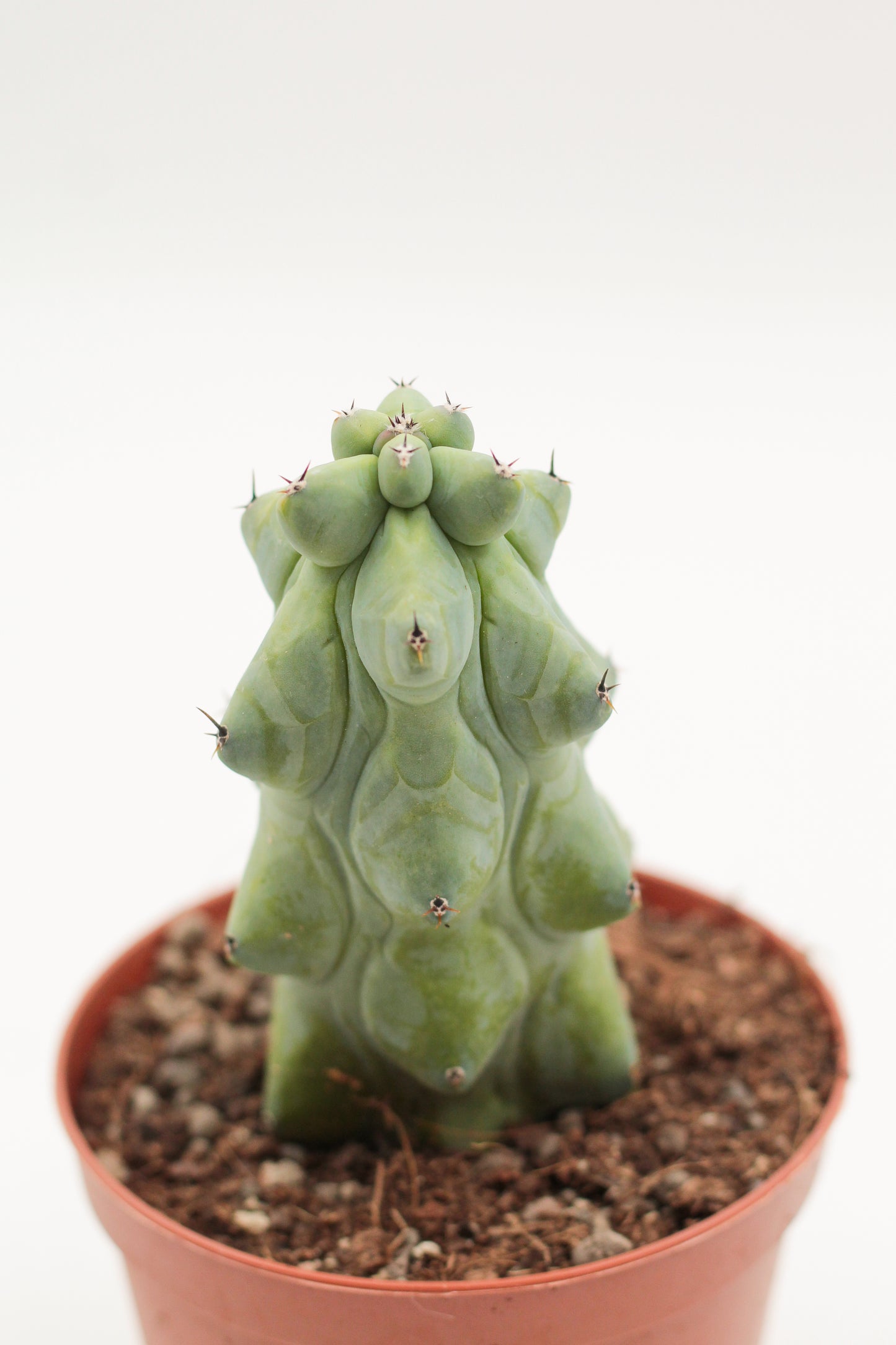 Myrtillocactus geometrizans fukurokuryuzinboku "boobie cactus"