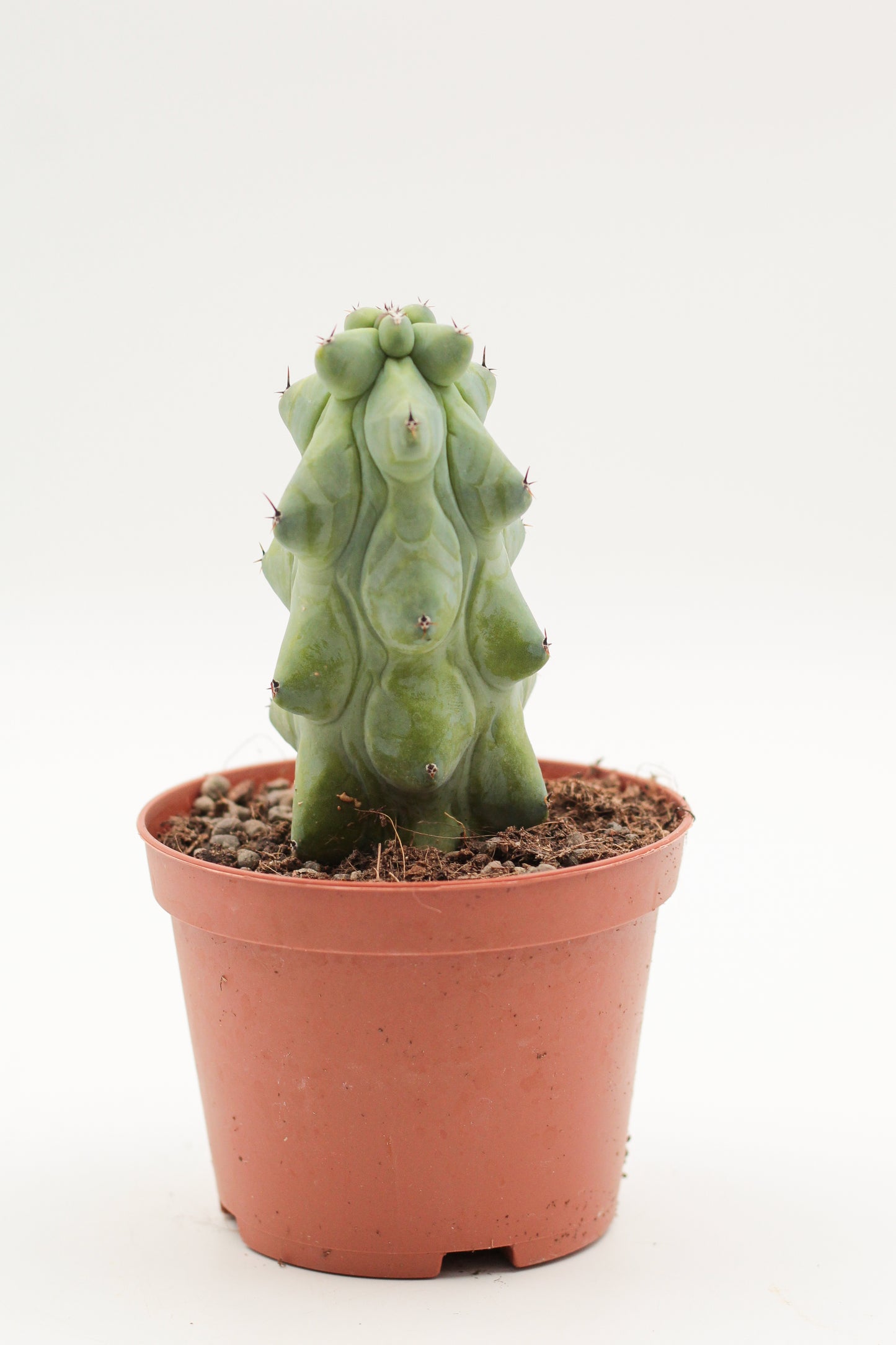 Myrtillocactus geometrizans fukurokuryuzinboku "boobie cactus"