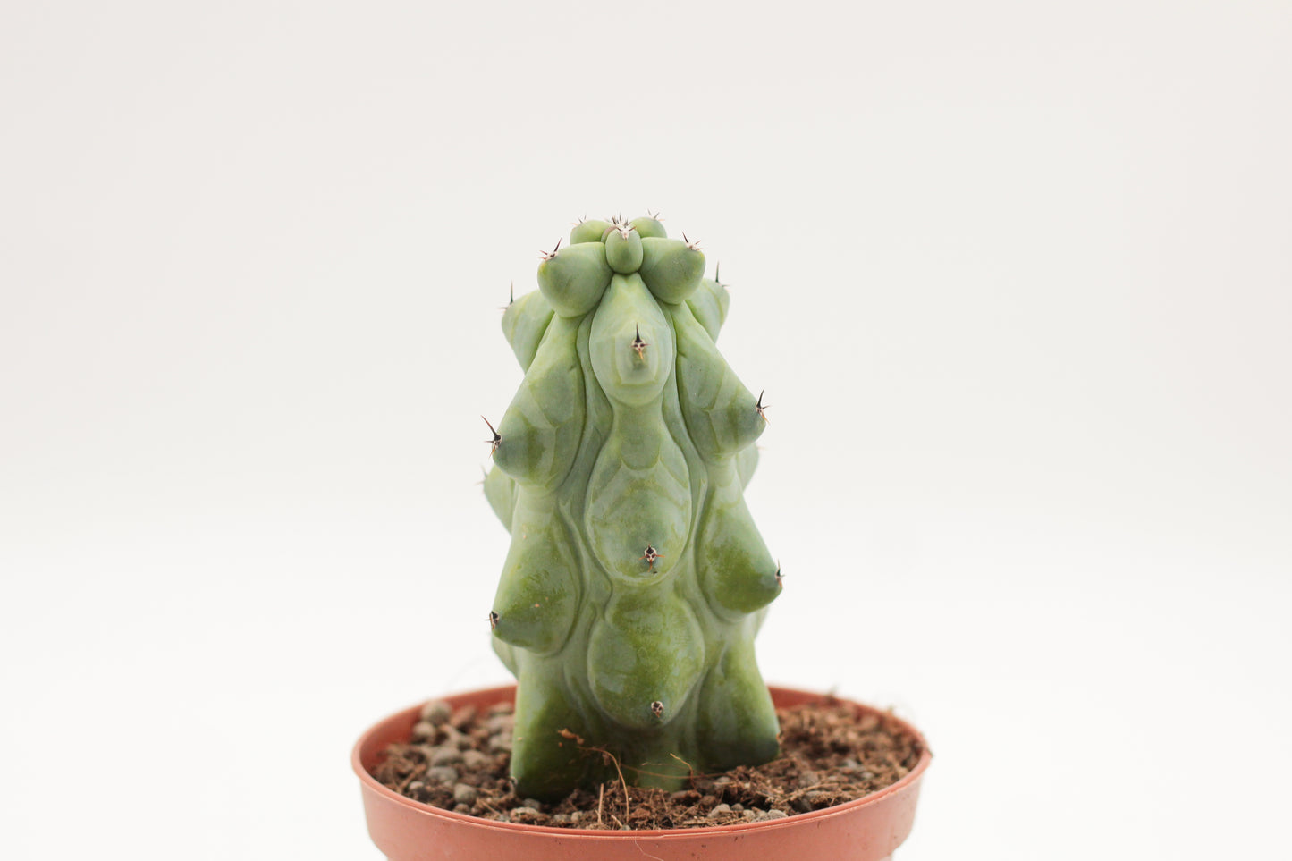 Myrtillocactus geometrizans fukurokuryuzinboku "boobie cactus"