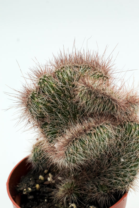 Nyctocereus serpentinus cristaat