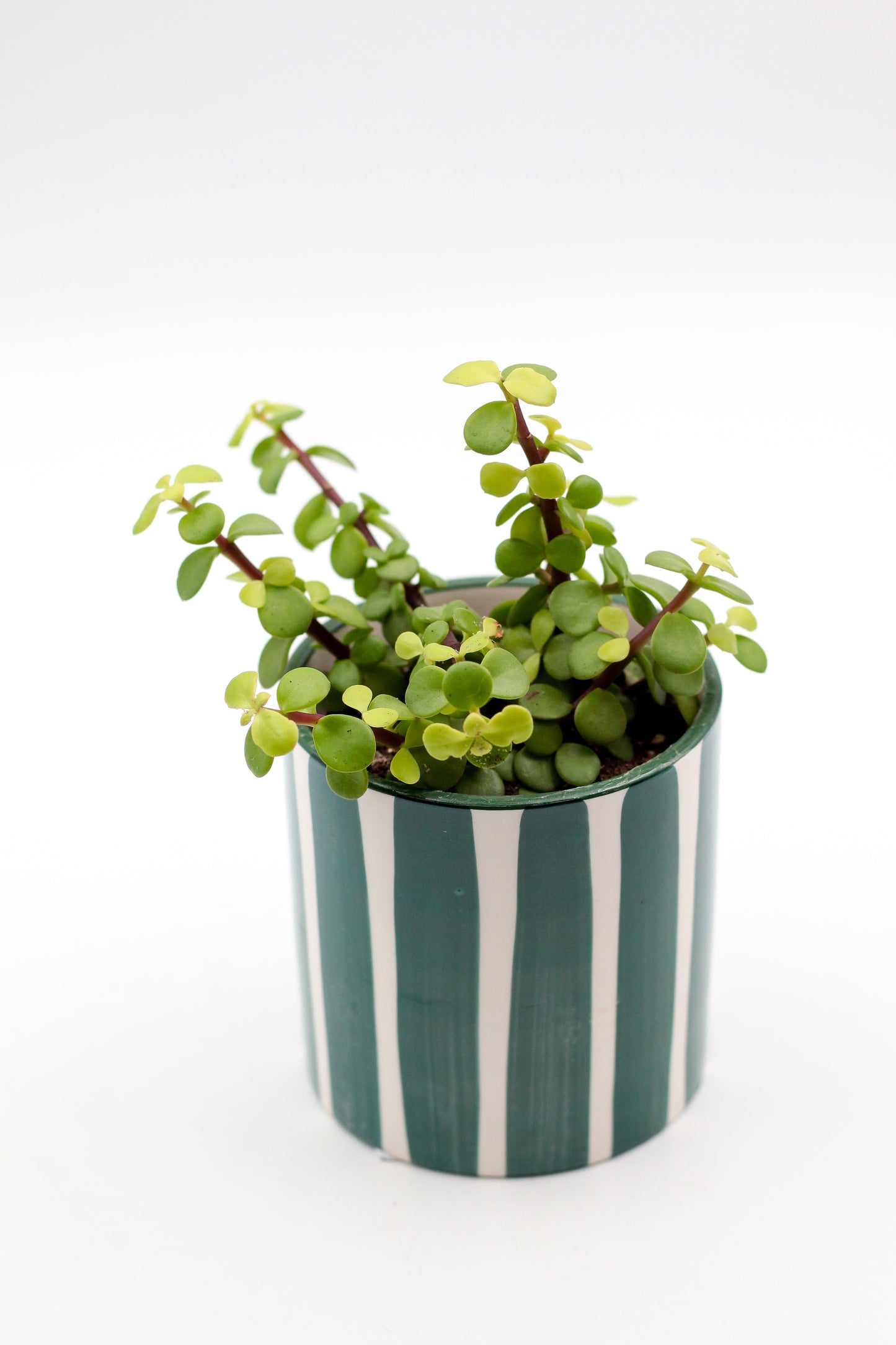 Ø10,5 Green CandyStripes