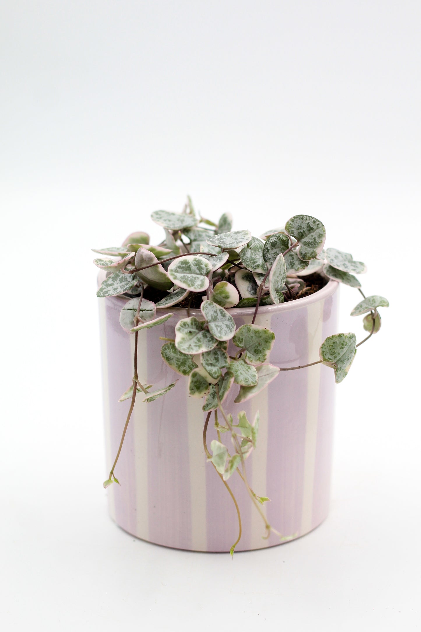 Ø10,5 Pink CandyStripes