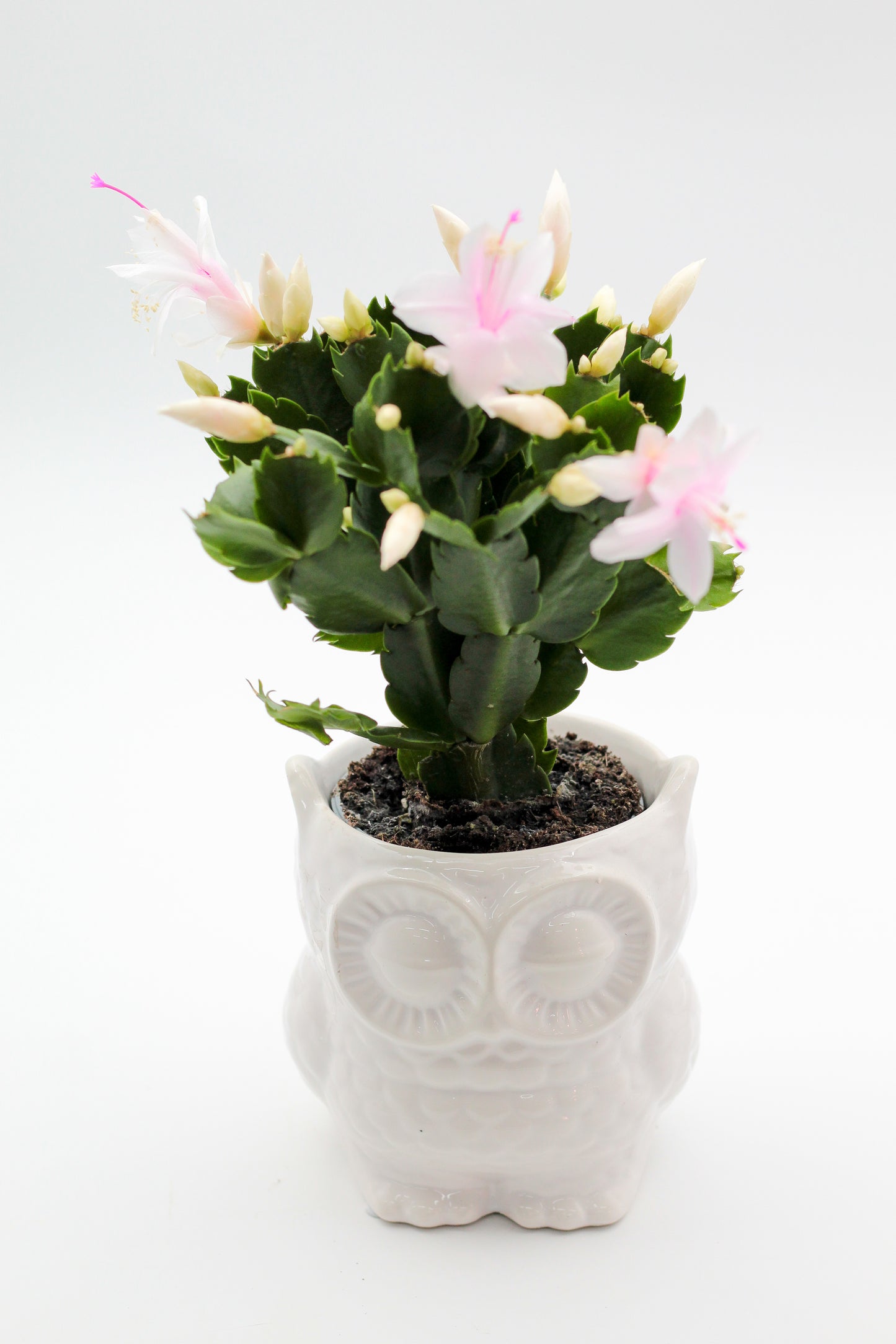 Ø12 Oehoe "Happy pots"