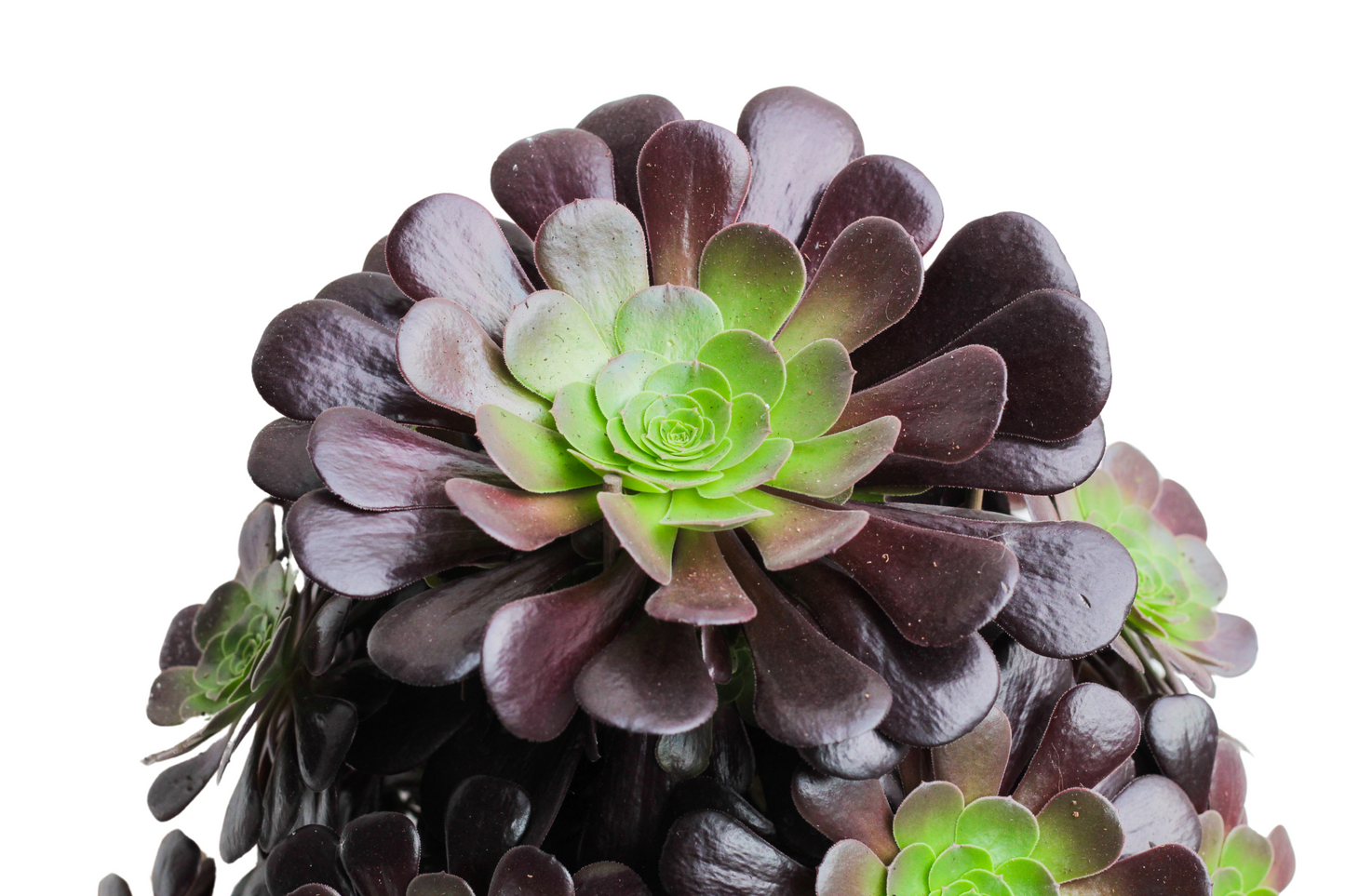Aeonium Arboreum Velour