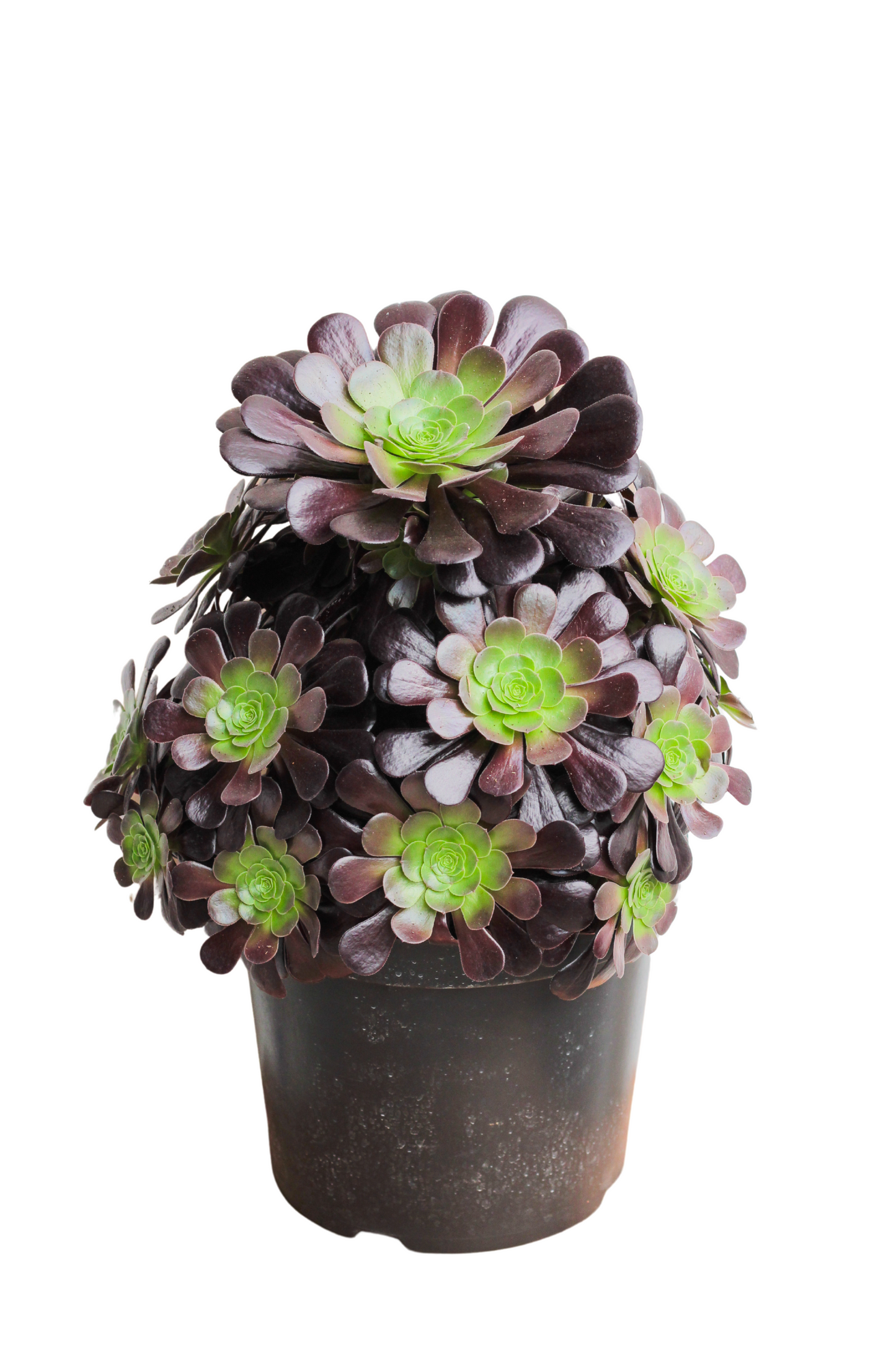 Aeonium Arboreum Velour