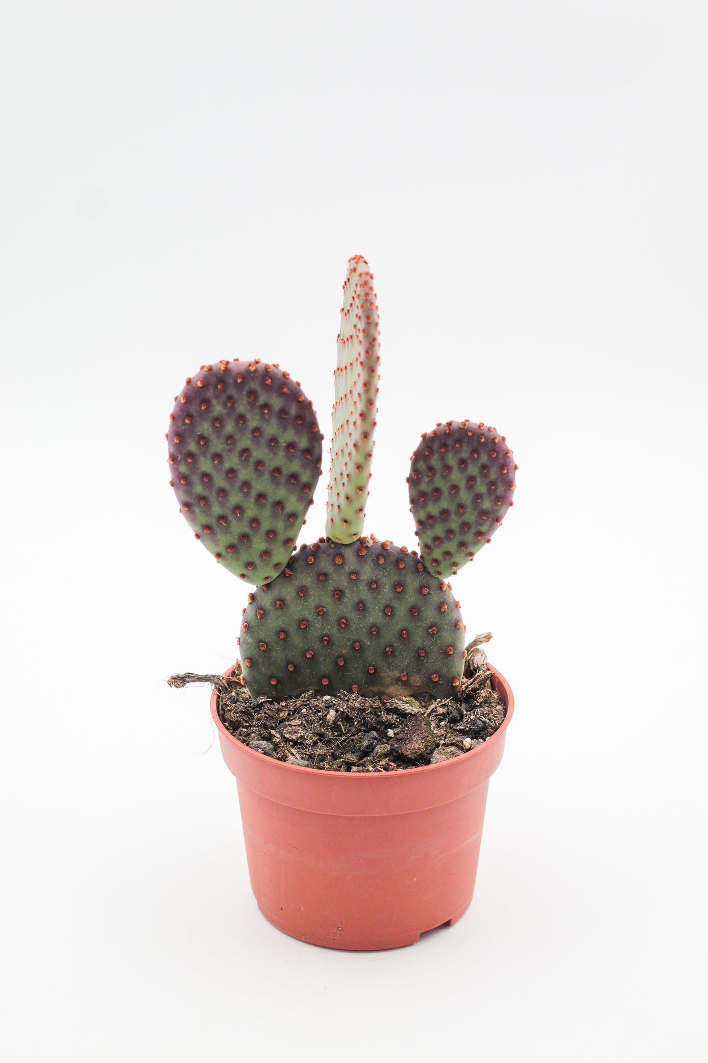 Opuntia Basilaris