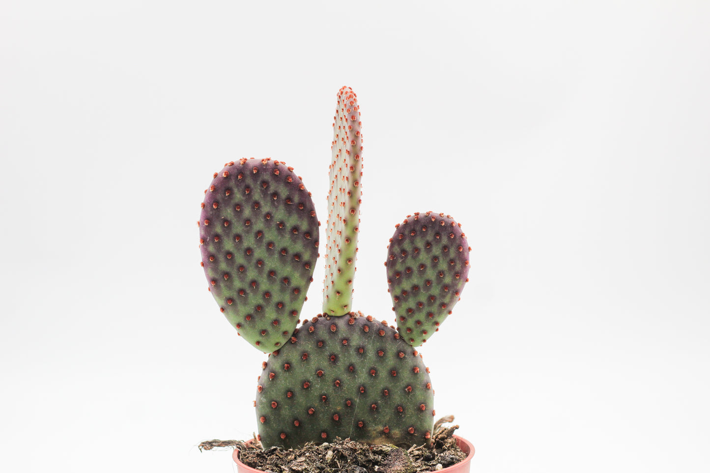 Opuntia Basilaris