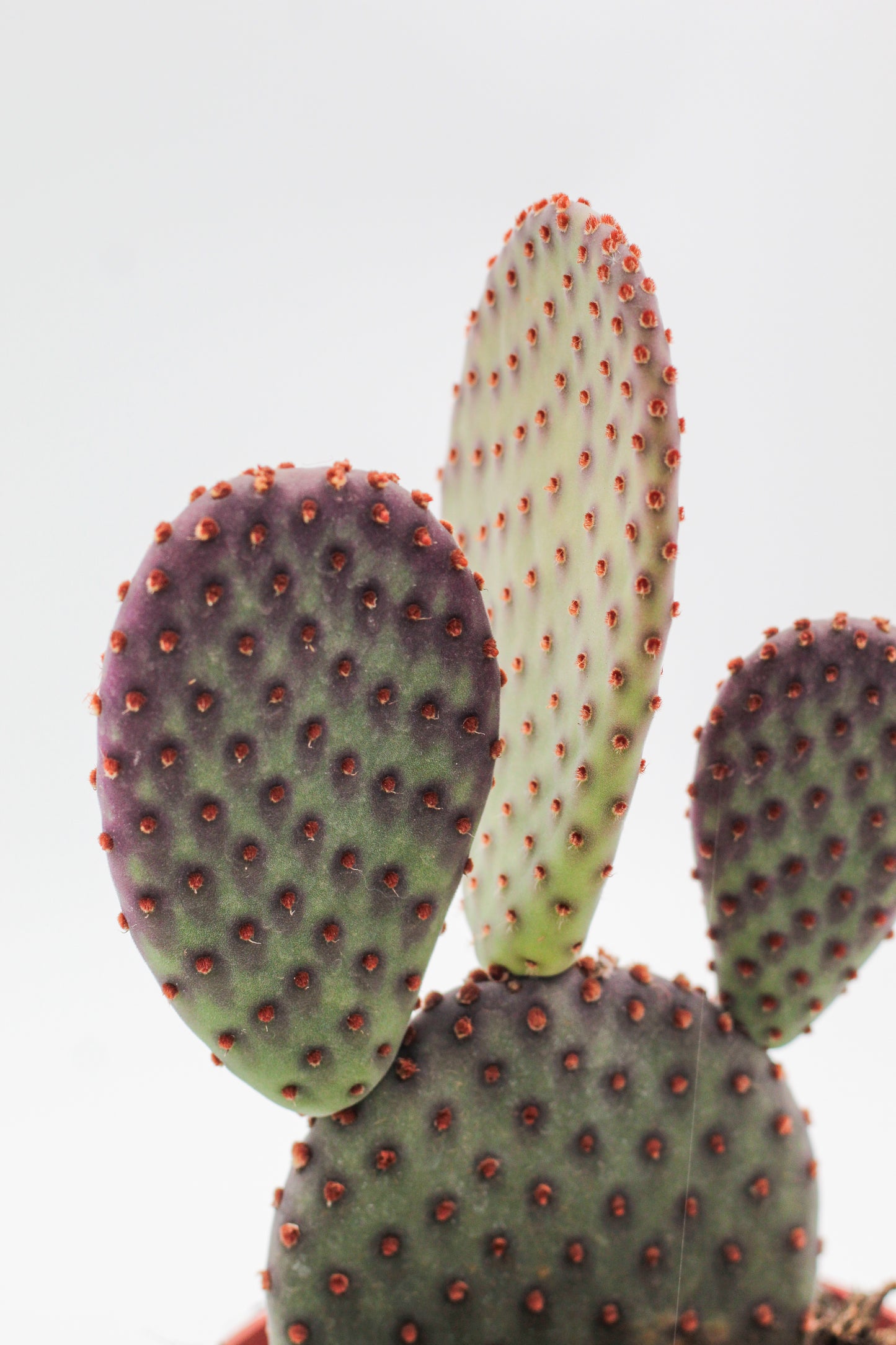 Opuntia Basilaris