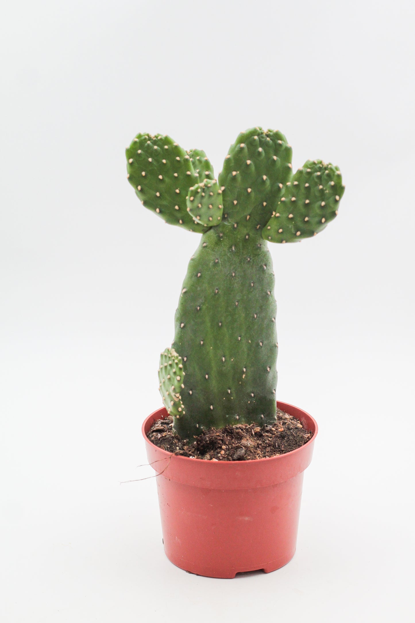Opuntia Consolea Rubescens