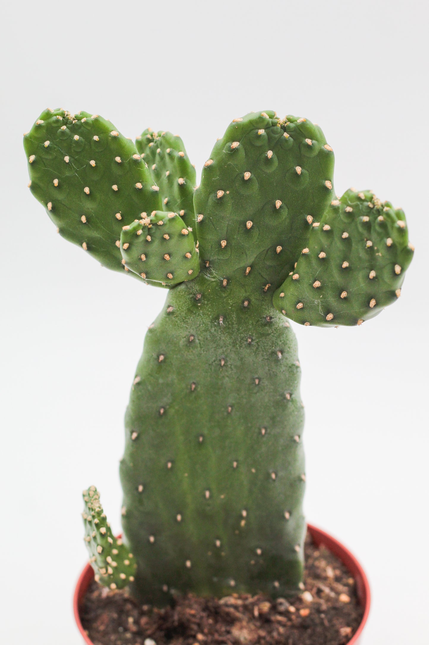 Opuntia Consolea Rubescens