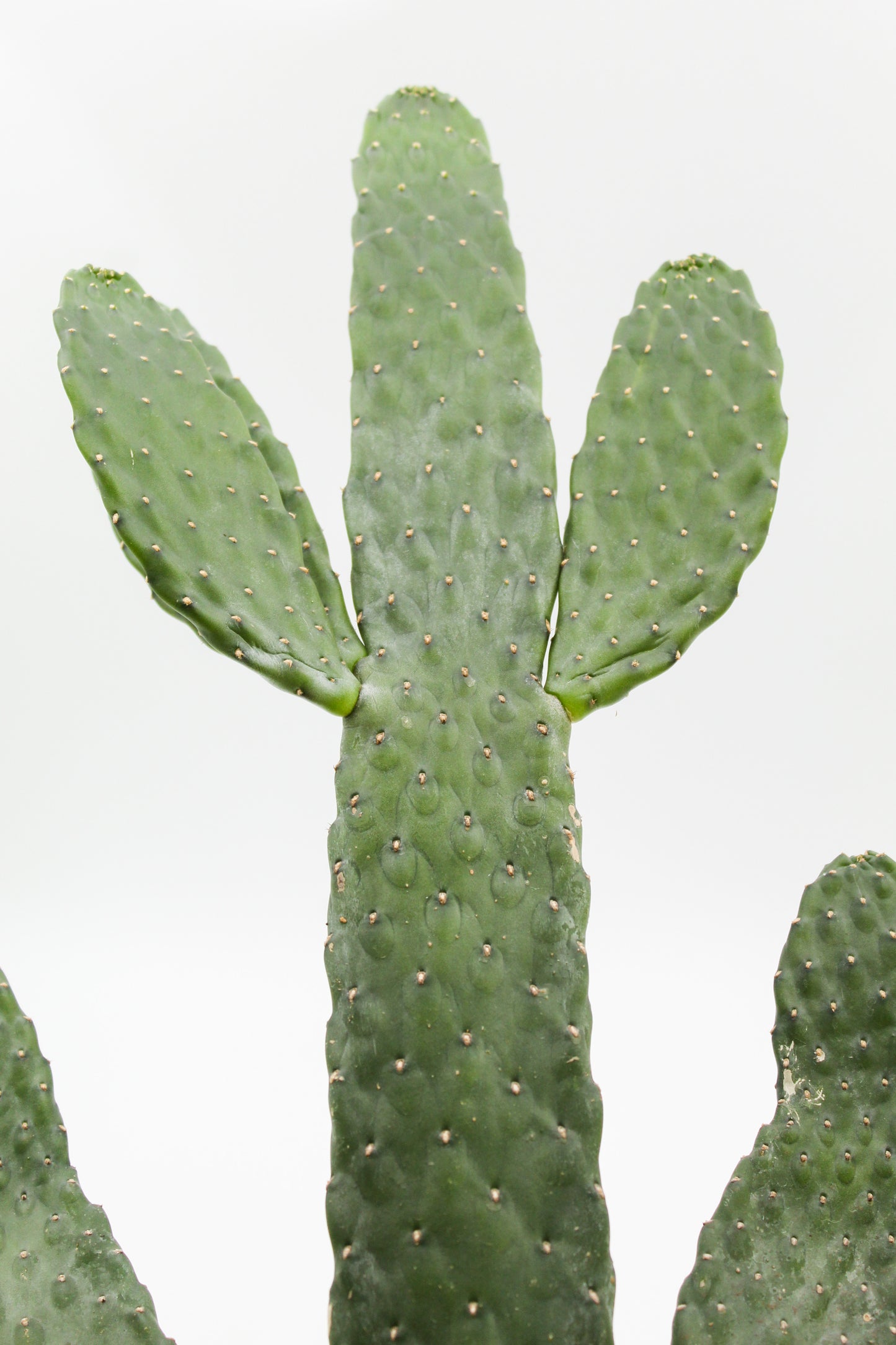 Opuntia Consolea Rubescens