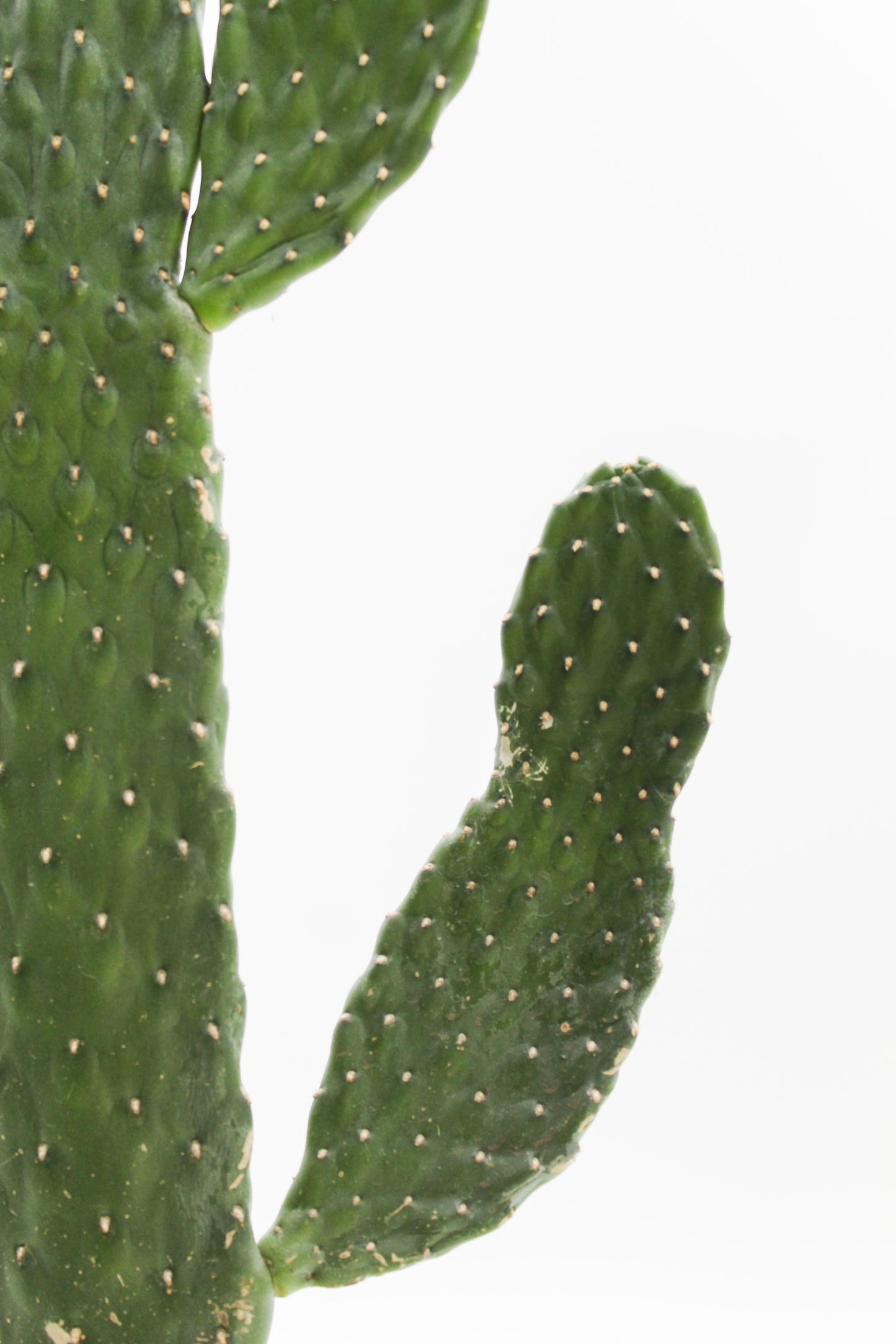 Opuntia Consolea Rubescens