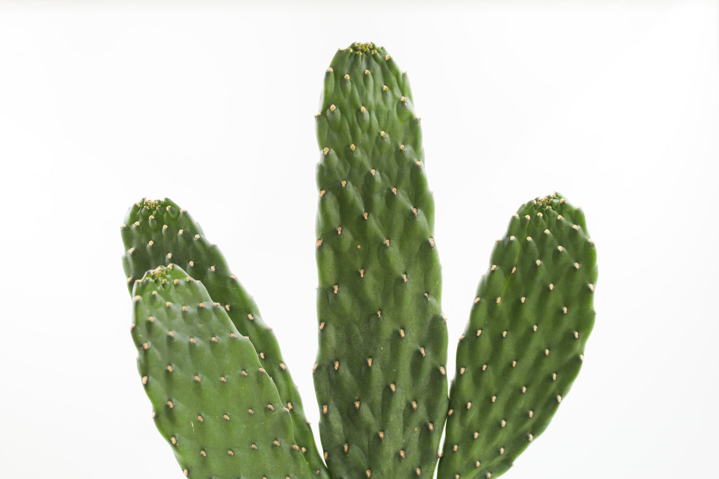 Opuntia Consolea Rubescens