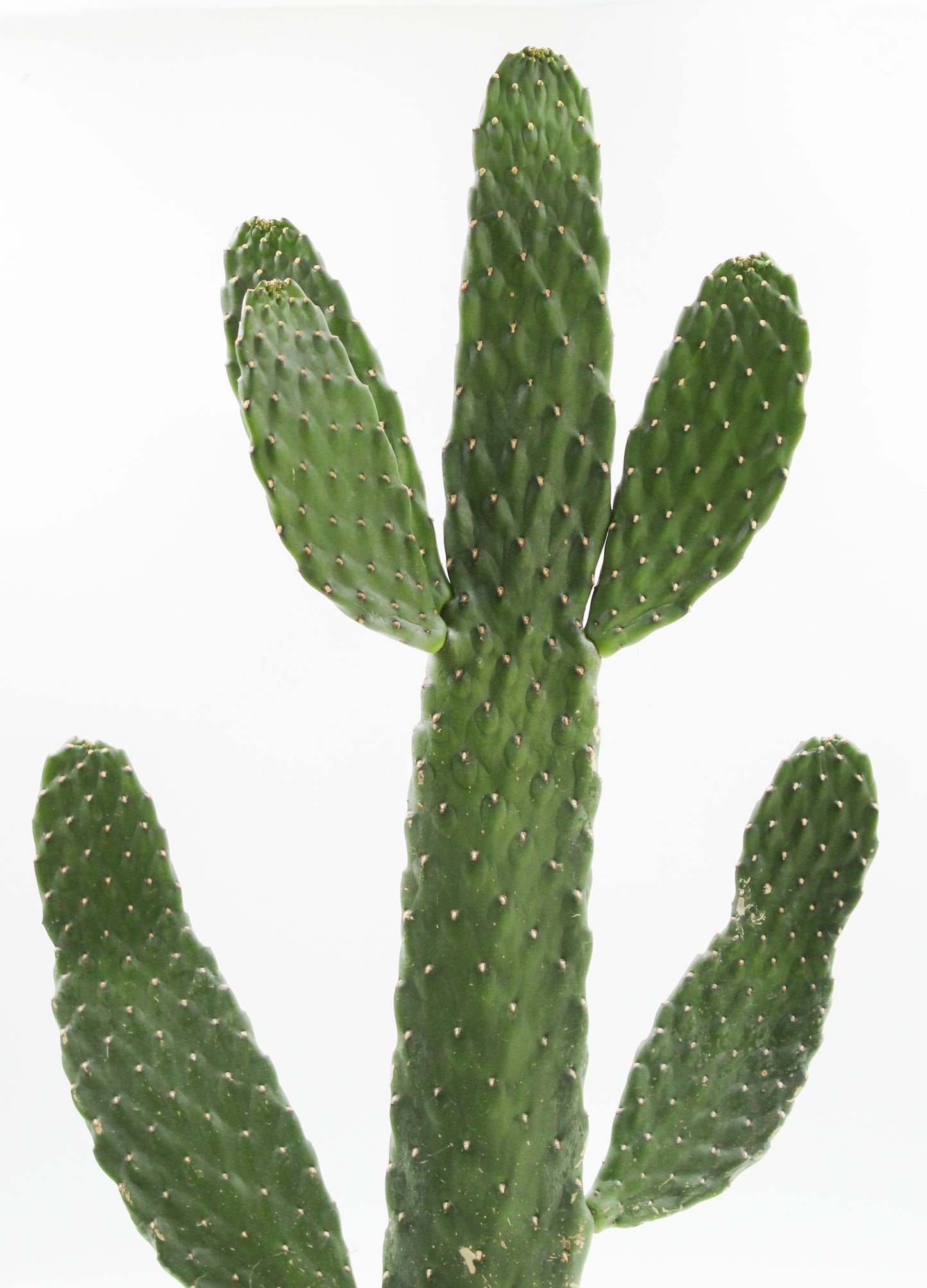 Opuntia Consolea Rubescens