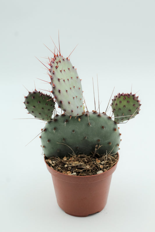 Opuntia Macrocentra