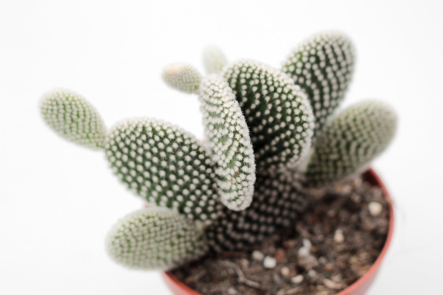 Opuntia Microdasys alba (mickey mouse cactus)
