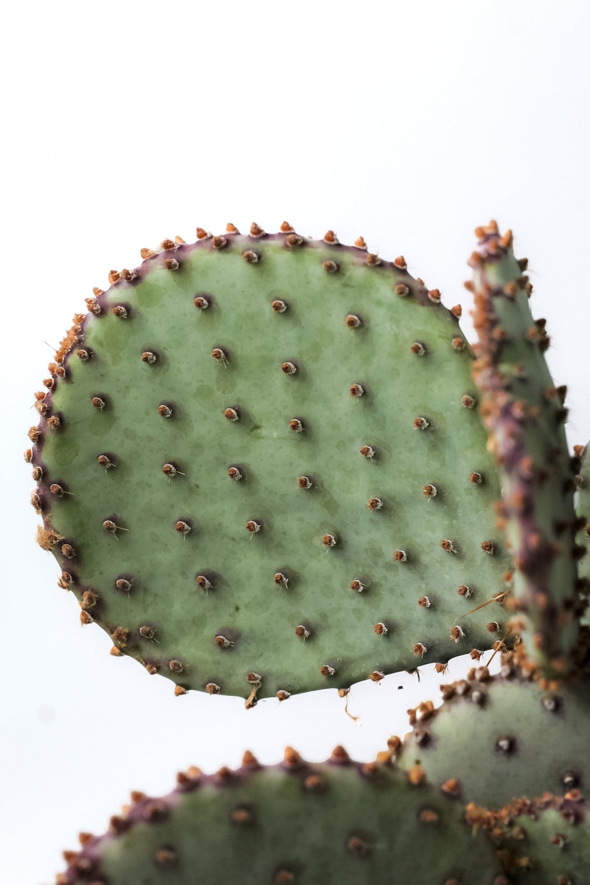 Opuntia Santa rita