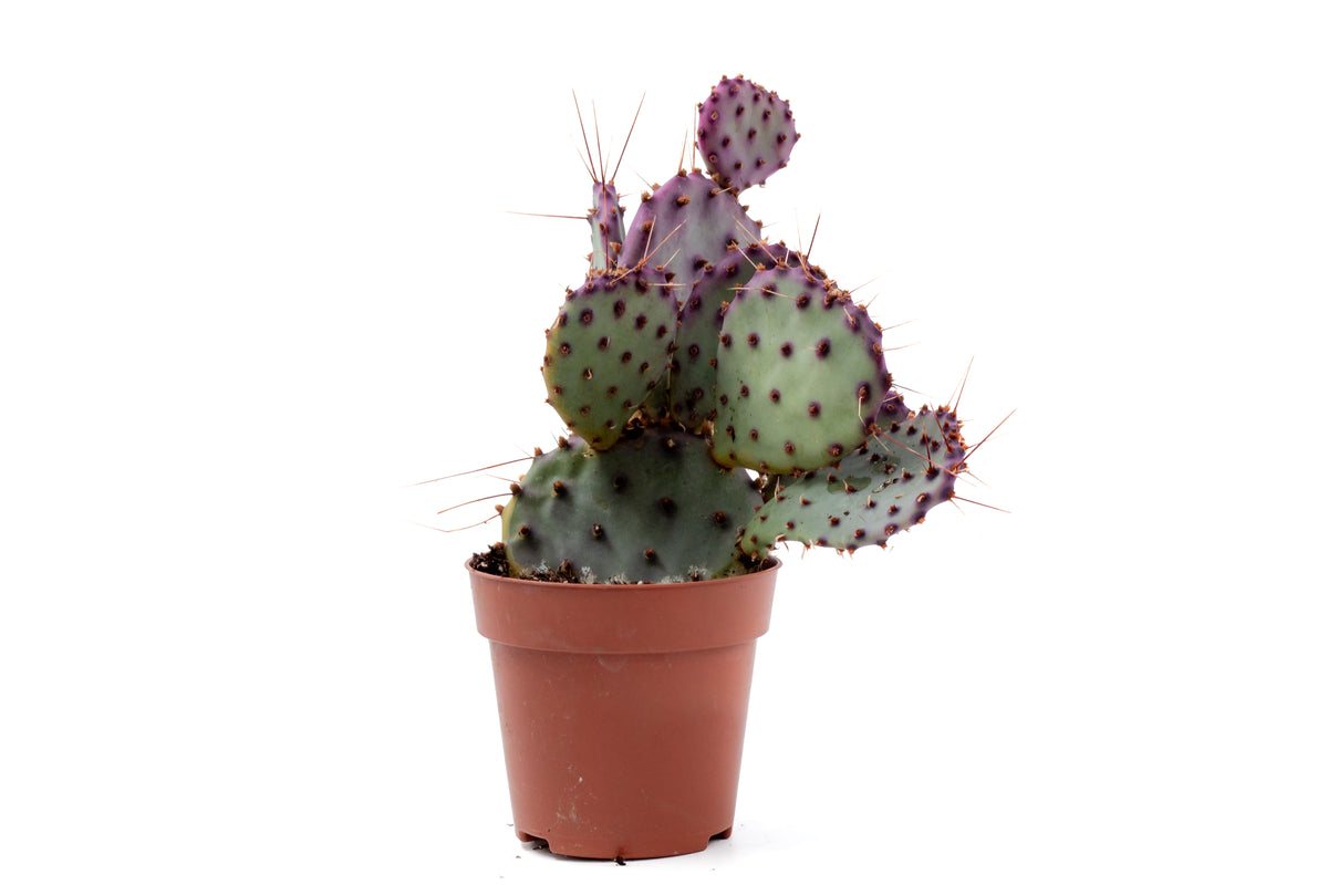 Opuntia Violacea