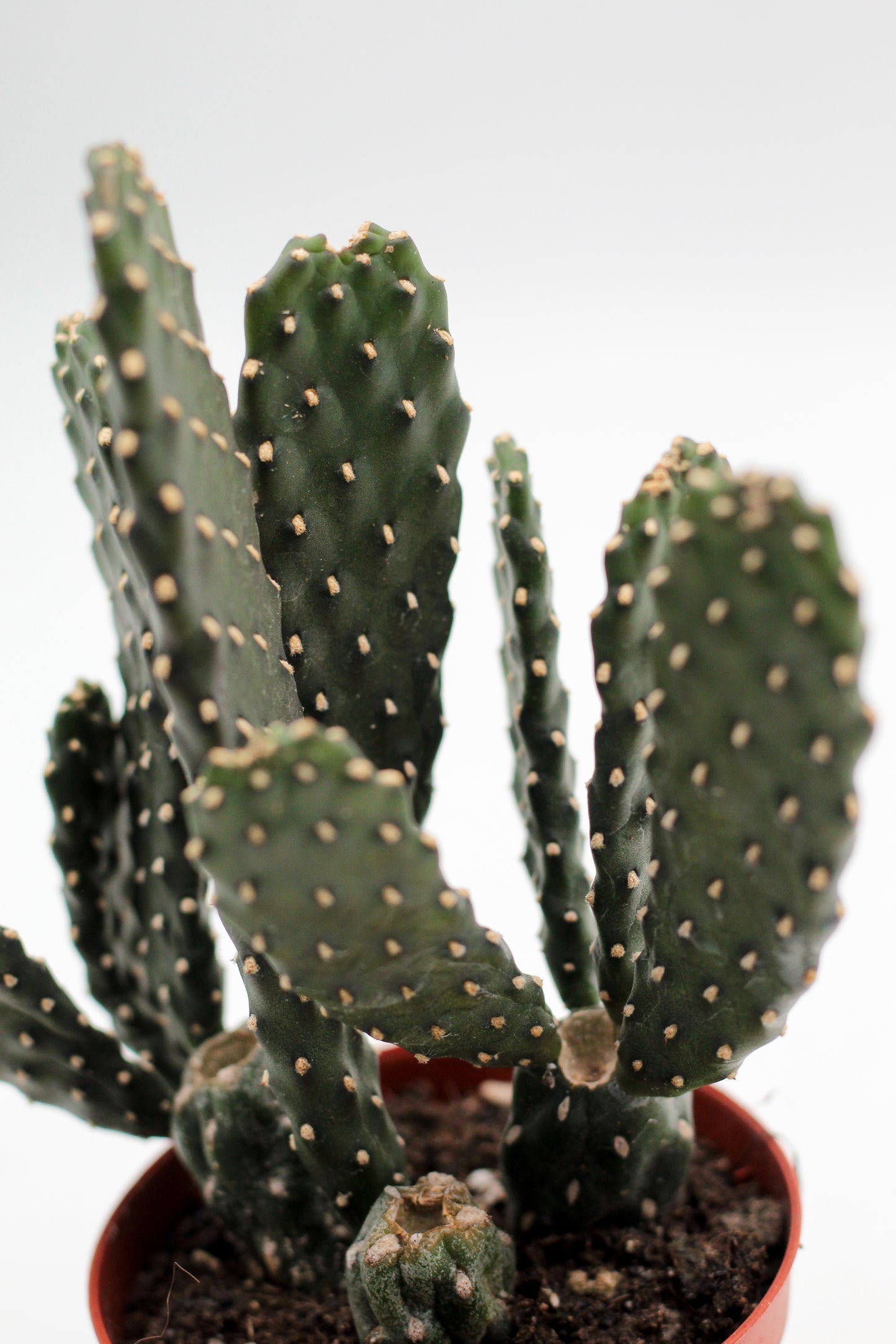 Opuntia Consolea Rubescens