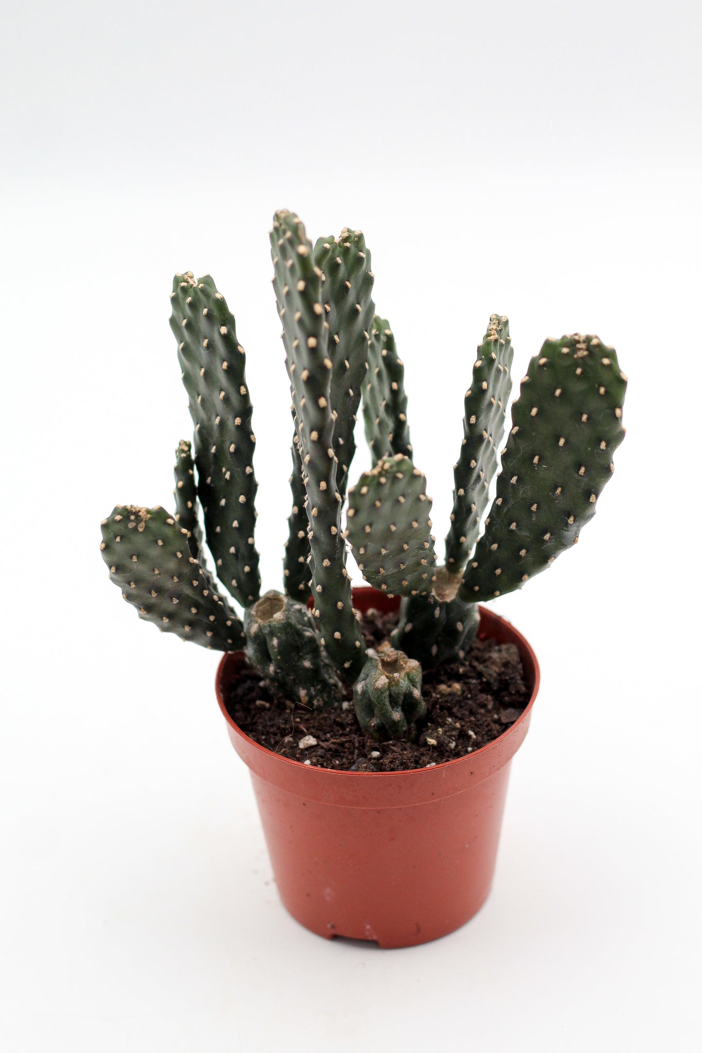 Opuntia Consolea Rubescens