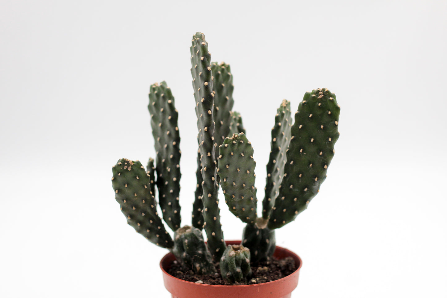 Opuntia Consolea Rubescens