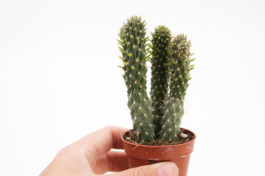 Cylindropuntia fulgida monstruosa