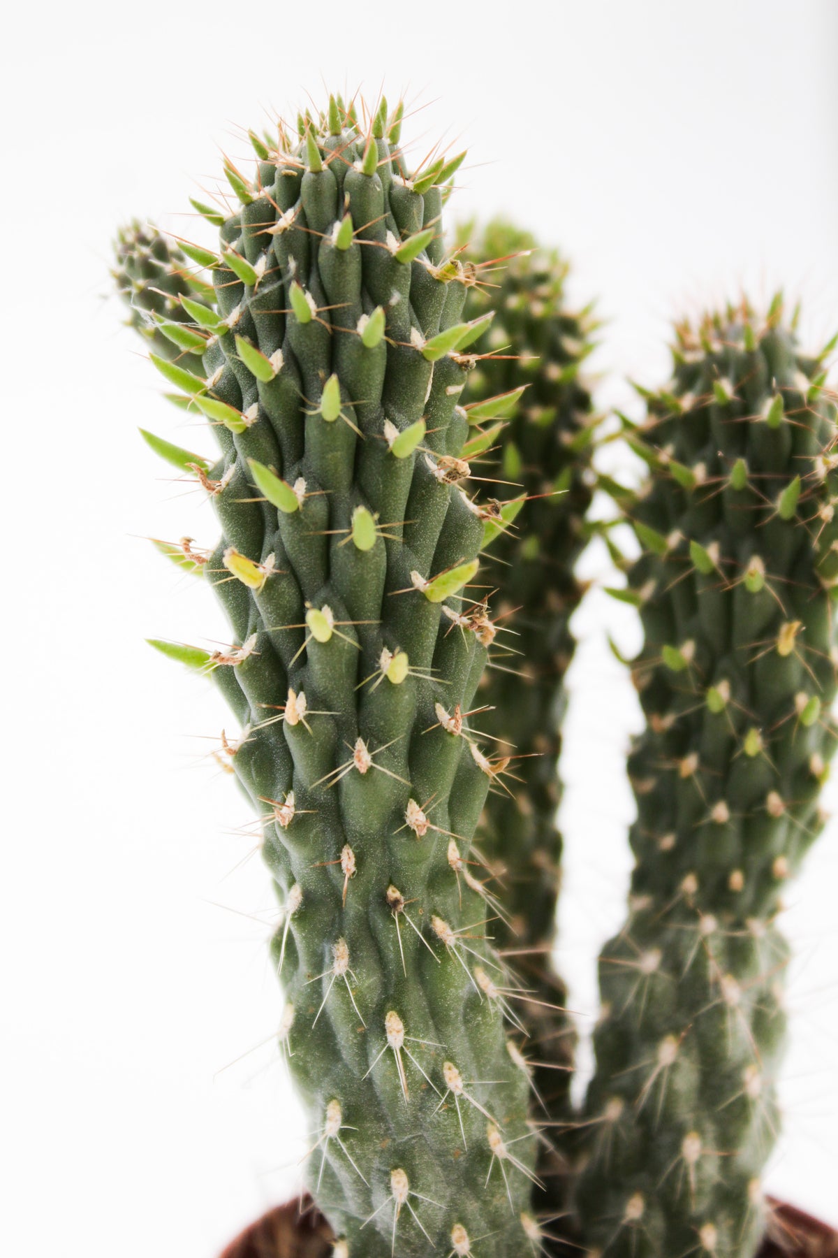 Cylindropuntia fulgida monstruosa