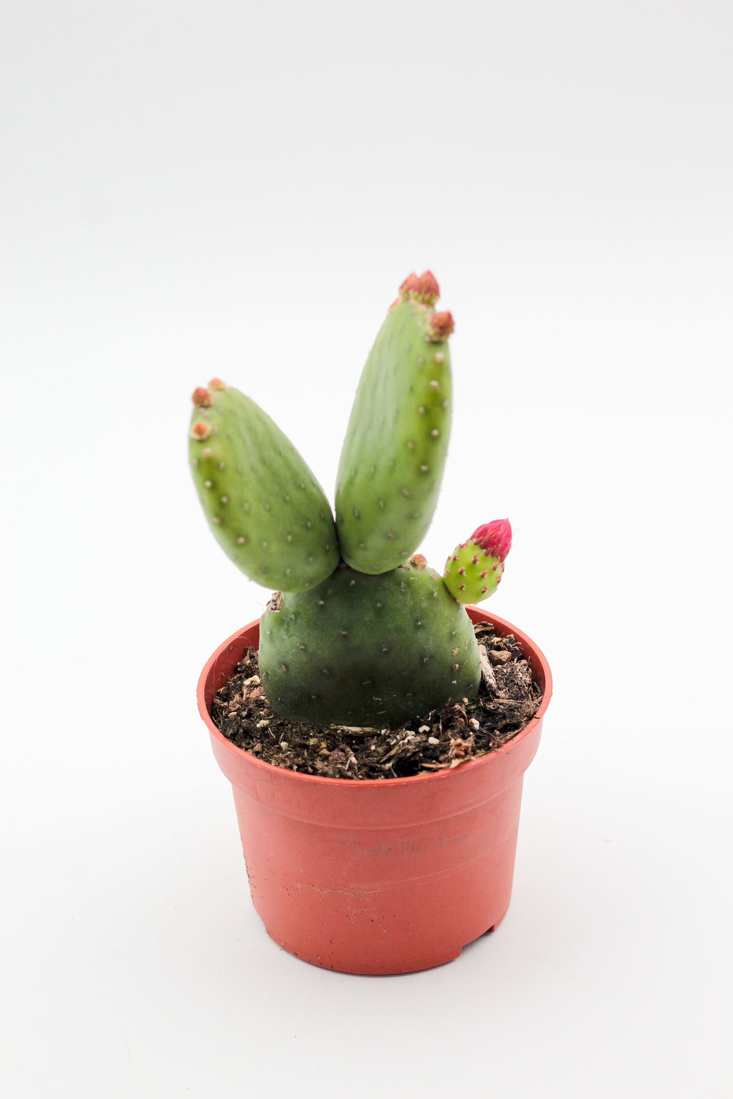 Opuntia Inamoena flowering