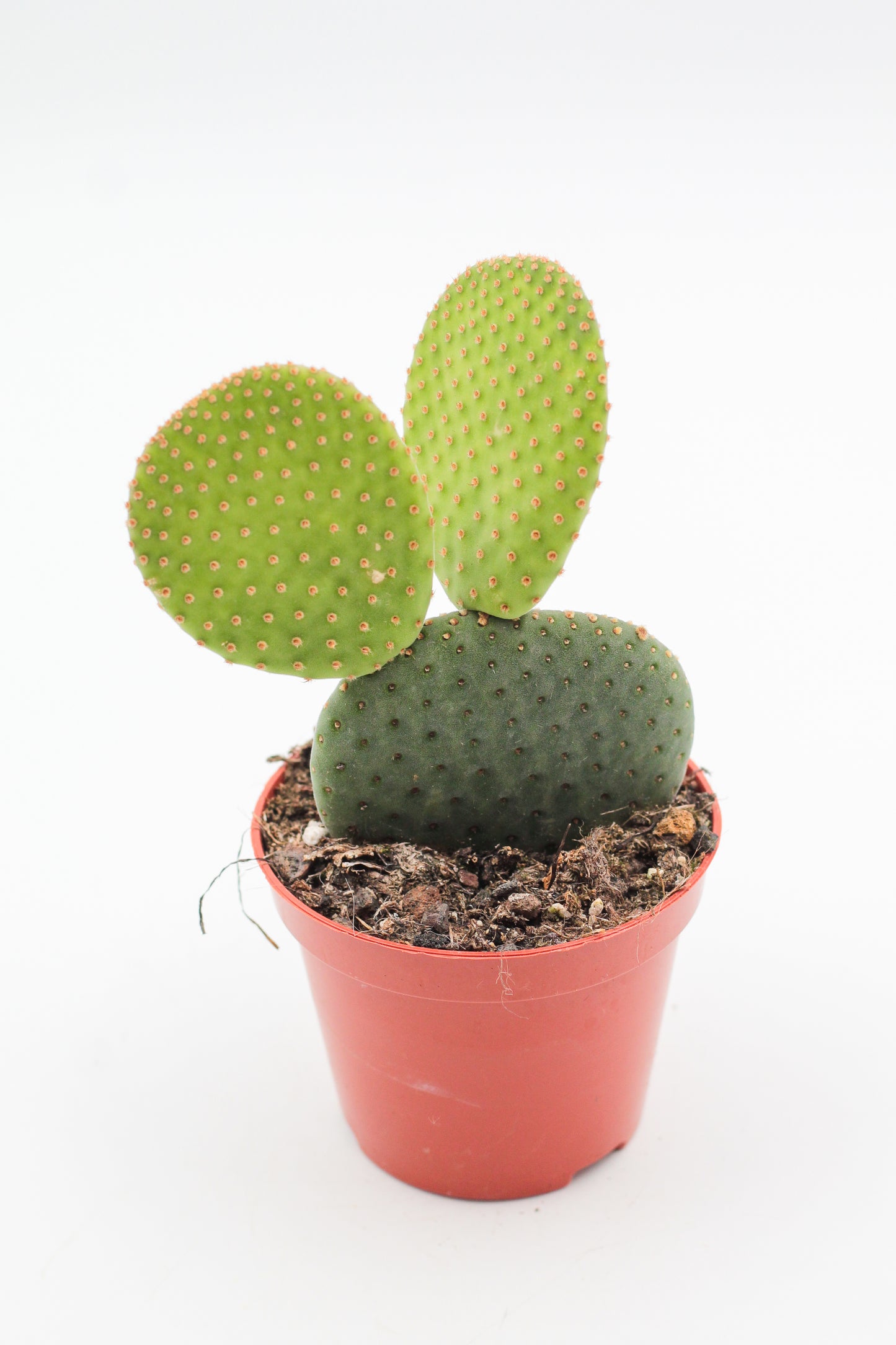 Opuntia Inamoena